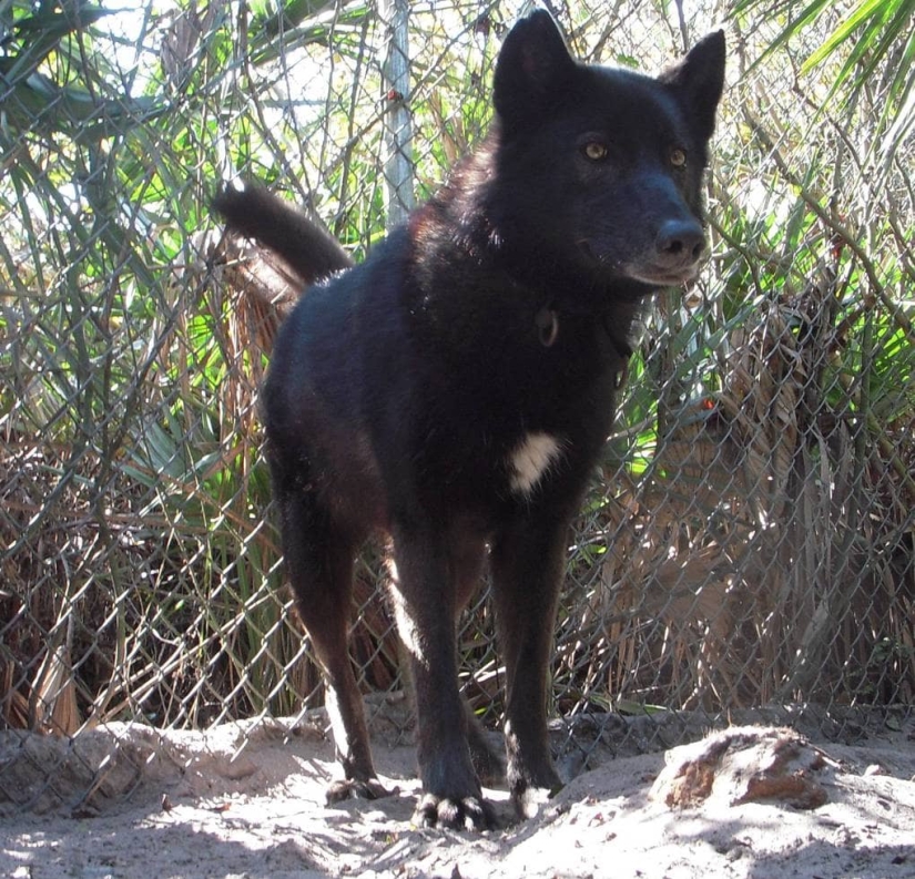 hace 7 años, Yuki el lobo se salvó de la eutanasia, y mira en lo que se ha convertido ahora