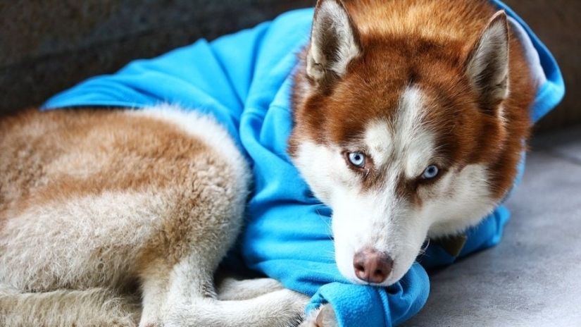 Hachiko rusa: una conmovedora historia sobre un husky con un suéter azul de Kaliningrado Hachiko rusa: una conmovedora historia sobre un husky con un suéter azul de Kaliningrado