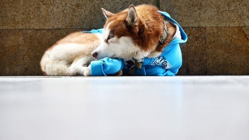 Hachiko rusa: una conmovedora historia sobre un husky con un suéter azul de Kaliningrado Hachiko rusa: una conmovedora historia sobre un husky con un suéter azul de Kaliningrado