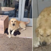 Hachiko's story repeats itself: a faithful dog is waiting for his master near the hospital, not knowing that the man has died