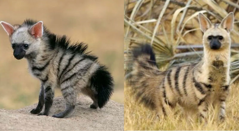 Have you ever seen ground wolves living in burrows? And they are Have you ever seen ground wolves living in burrows? And they are