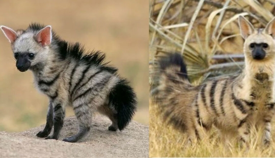Have you ever seen ground wolves living in burrows? And they are