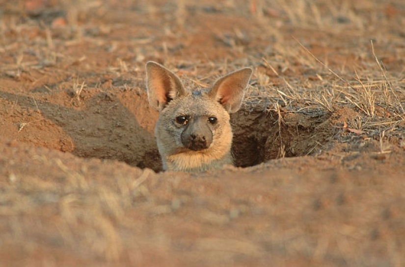 Have you ever seen ground wolves living in burrows? And they are