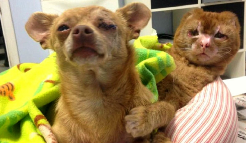 Healing cat Russell, who survived the fire: goes to the right — the song starts Healing cat Russell, who survived the fire: goes to the right — the song starts