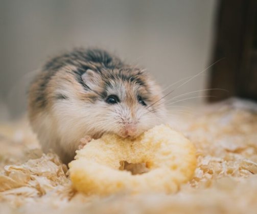 Hechos inquietantes para "arruinarte el día"