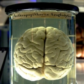 Hechos inquietantes para "arruinarte el día"