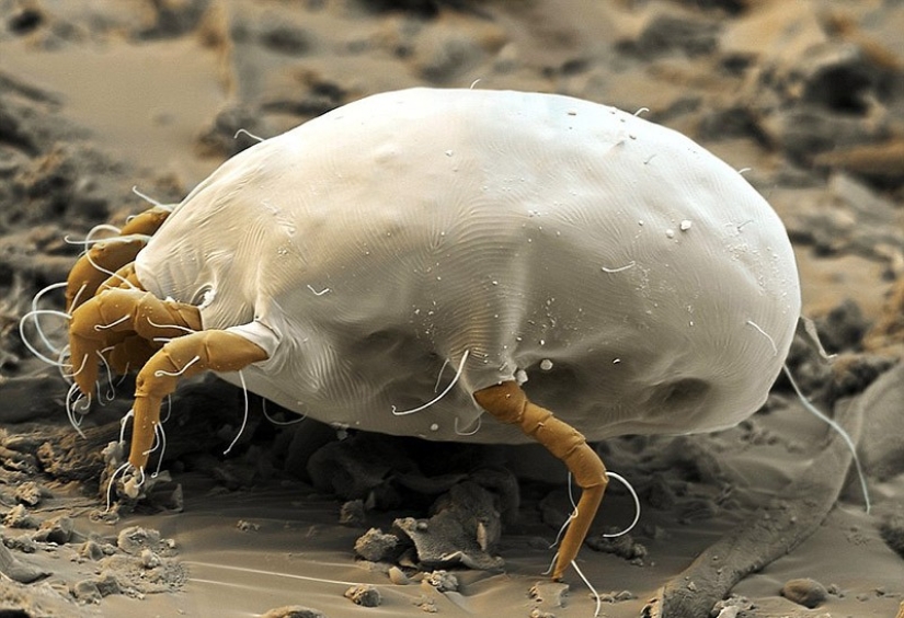 Hechos que le harán temer a las cosas cotidianas