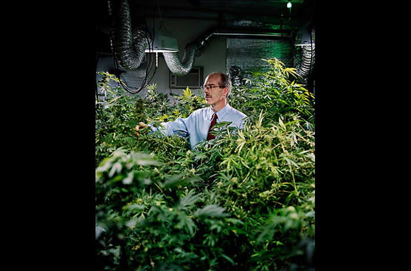 "Herbal business" in Colorado: an inside look