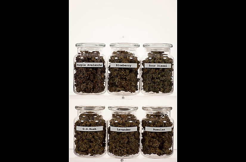 "Herbal business" in Colorado: an inside look