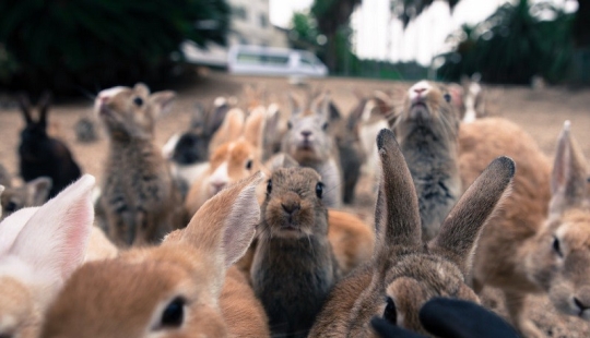 Here it is, rabbit paradise in Japan