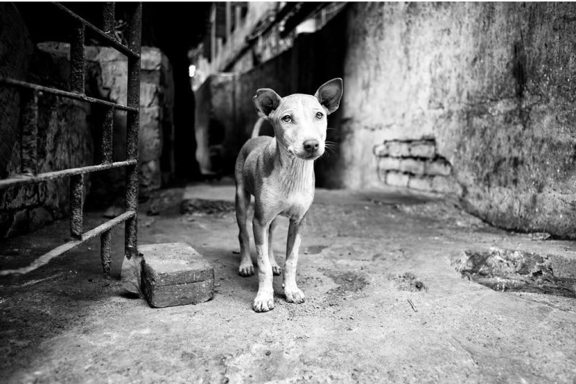 Honest dog eyes: a British man photographs dogs in different countries of the world