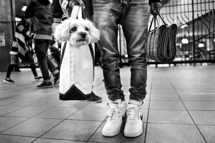 Honest dog eyes: a British man photographs dogs in different countries of the world