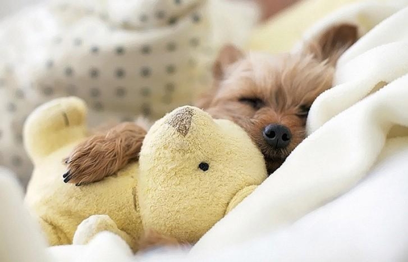 Hora tranquila para cachorros