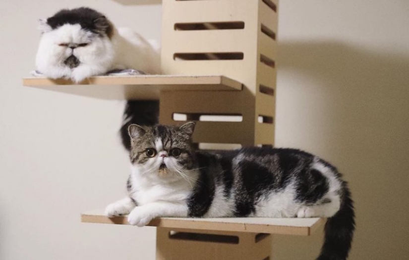 How a cat named Zuu became a new star