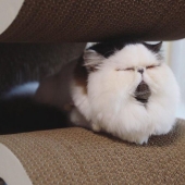 How a cat named Zuu became a new star