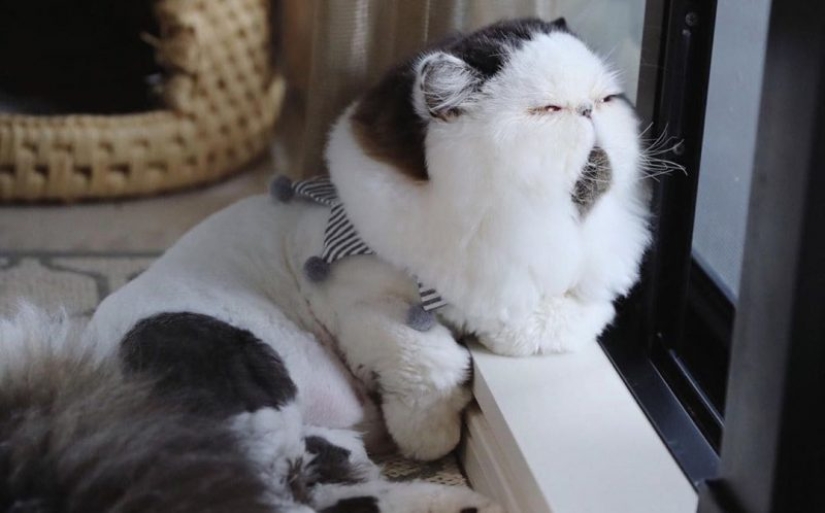 How a cat named Zuu became a new star