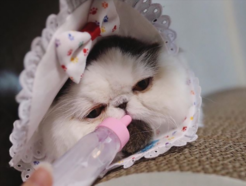 How a cat named Zuu became a new star