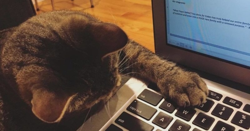 How a cat with an extra chromosome became an Instagram star How a cat with an extra chromosome became an Instagram star