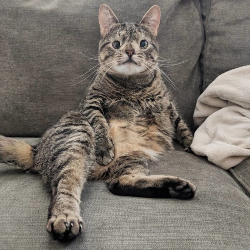 How a cat with an extra chromosome became an Instagram star How a cat with an extra chromosome became an Instagram star