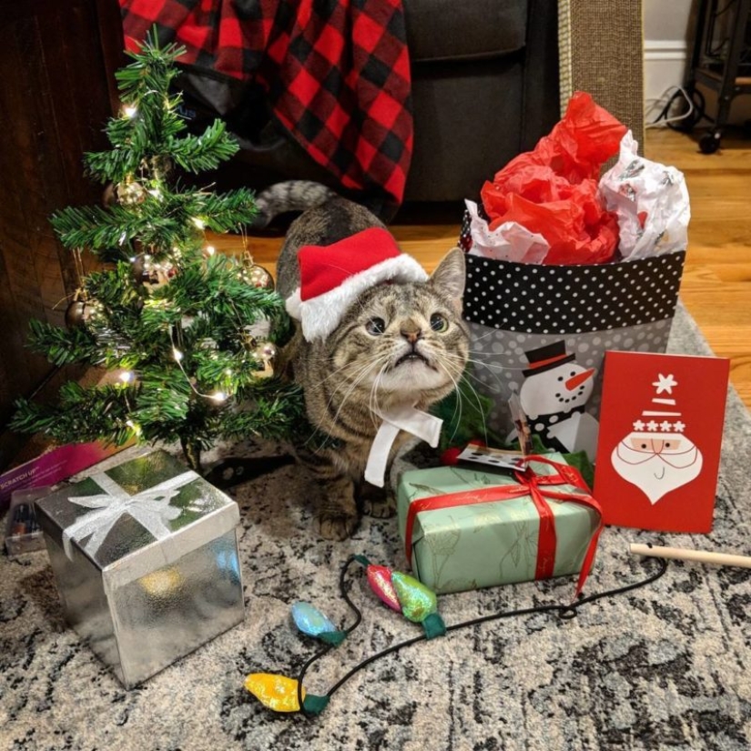 How a cat with an extra chromosome became an Instagram star How a cat with an extra chromosome became an Instagram star