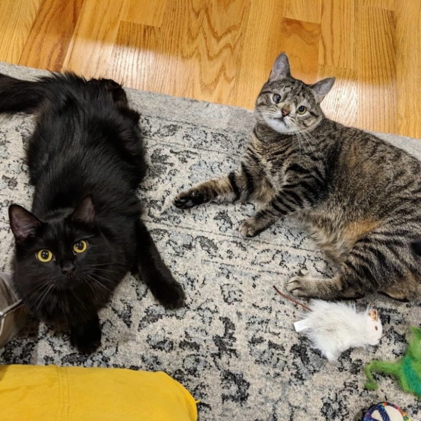 How a cat with an extra chromosome became an Instagram star How a cat with an extra chromosome became an Instagram star