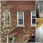 How a guy and a girl from New York met thanks to a cat and quarantine