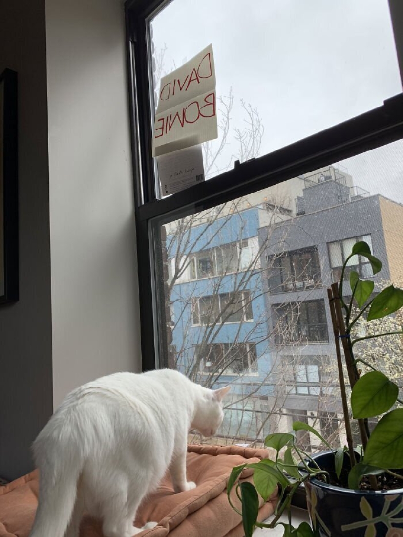 How a guy and a girl from New York met thanks to a cat and quarantine