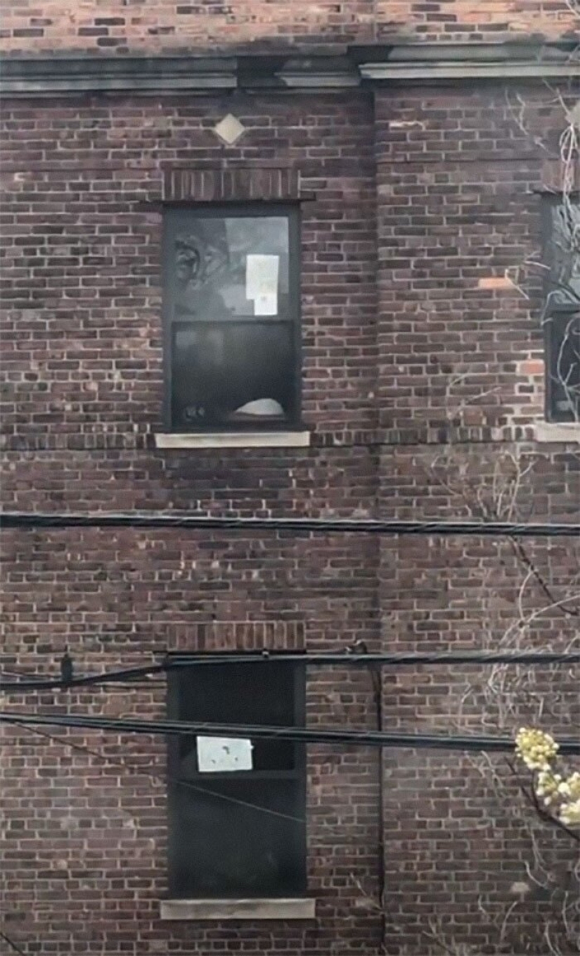 How a guy and a girl from New York met thanks to a cat and quarantine