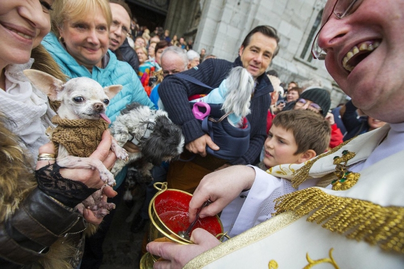 How animals are blessed in Belgium