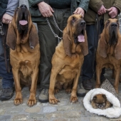 How animals are blessed in Belgium