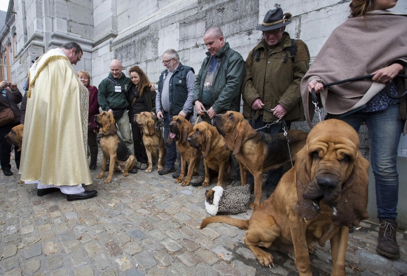 How animals are blessed in Belgium
