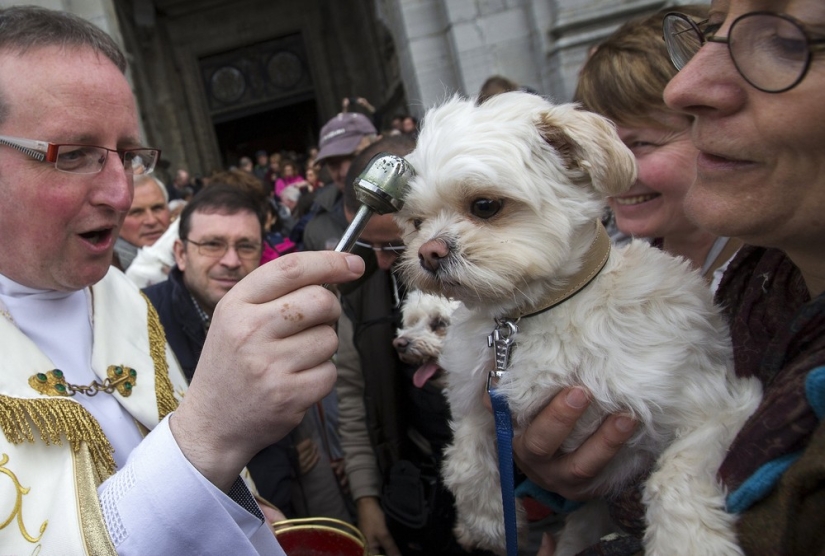 How animals are blessed in Belgium