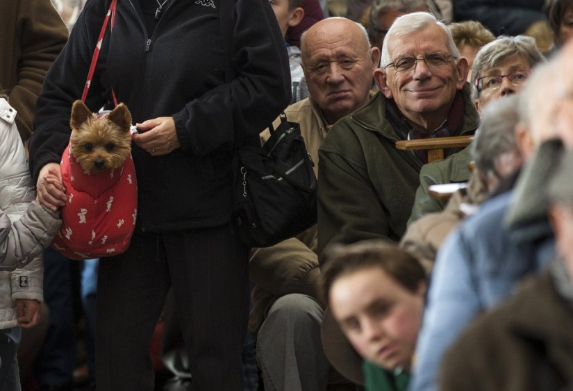 How animals are blessed in Belgium