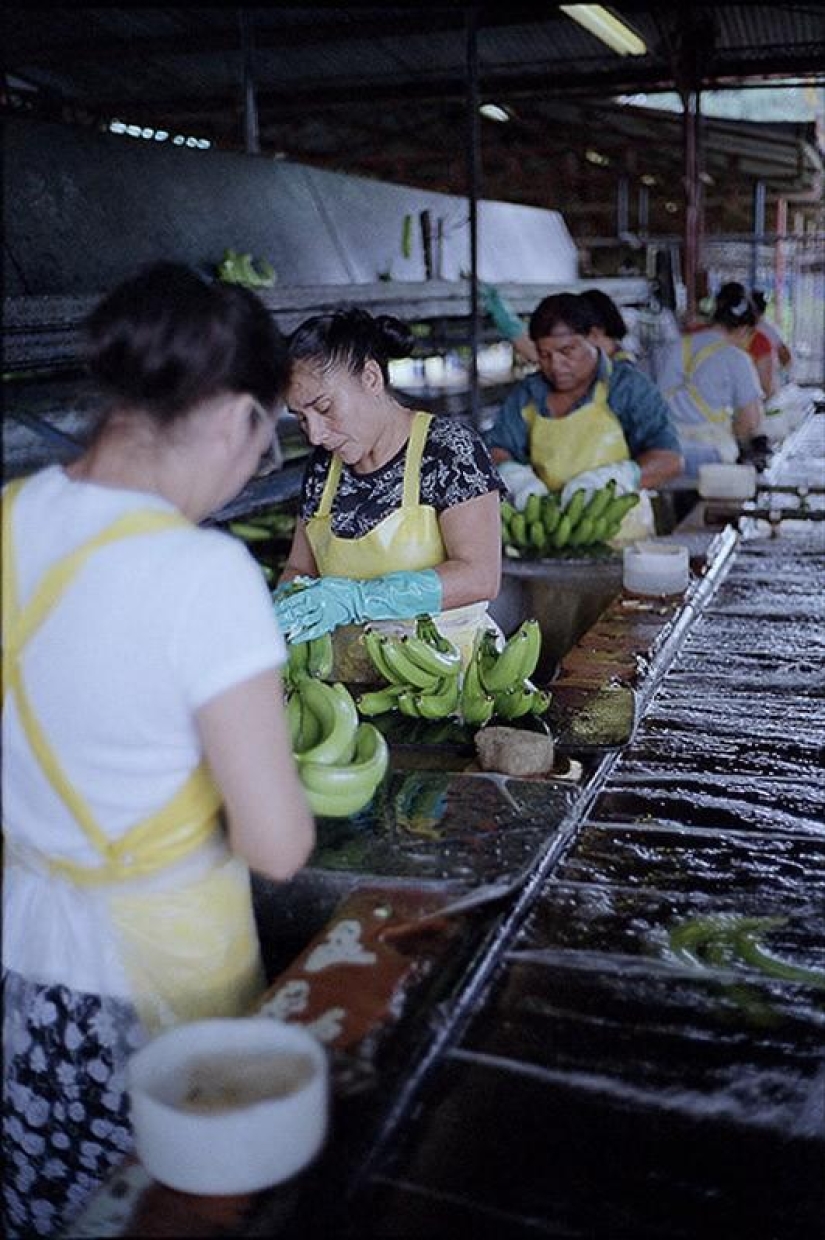 How bananas are grown and harvested
