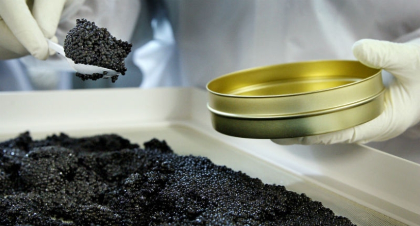 How black caviar is produced in Israel