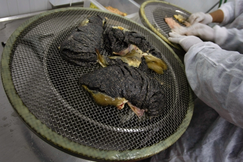 How black caviar is produced in Israel