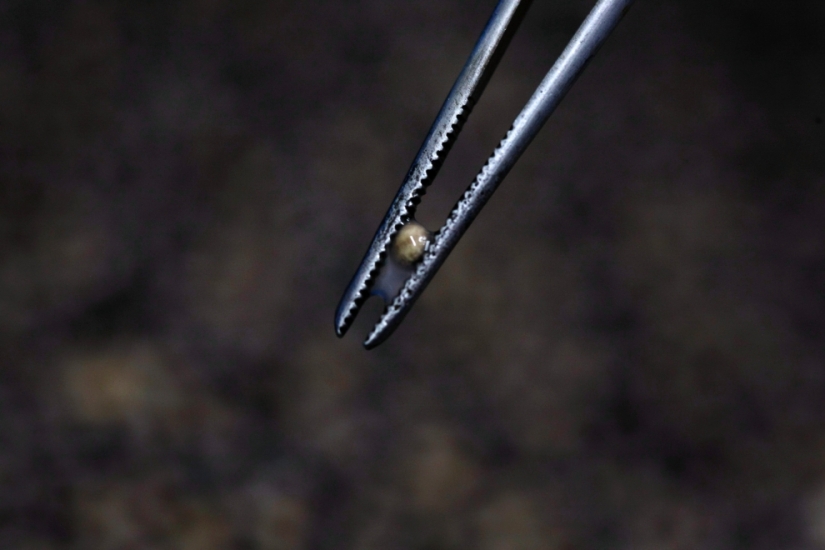 How black caviar is produced in Israel