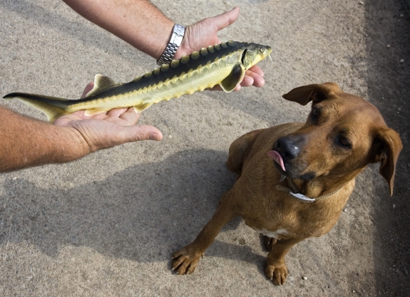 How black caviar is produced in Israel