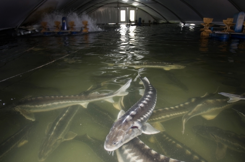 How black caviar is produced in Israel