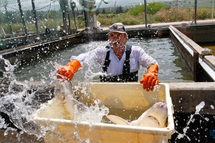 How black caviar is produced in Israel