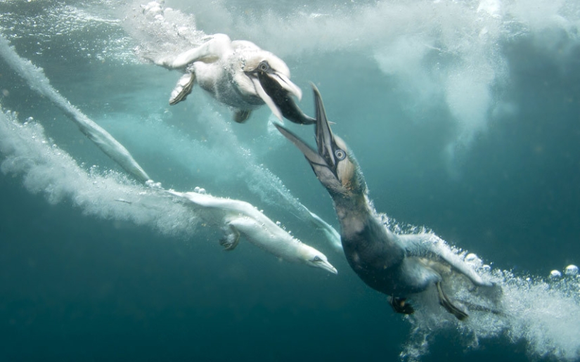 How boobies fish off the coast of the Shetland Islands
