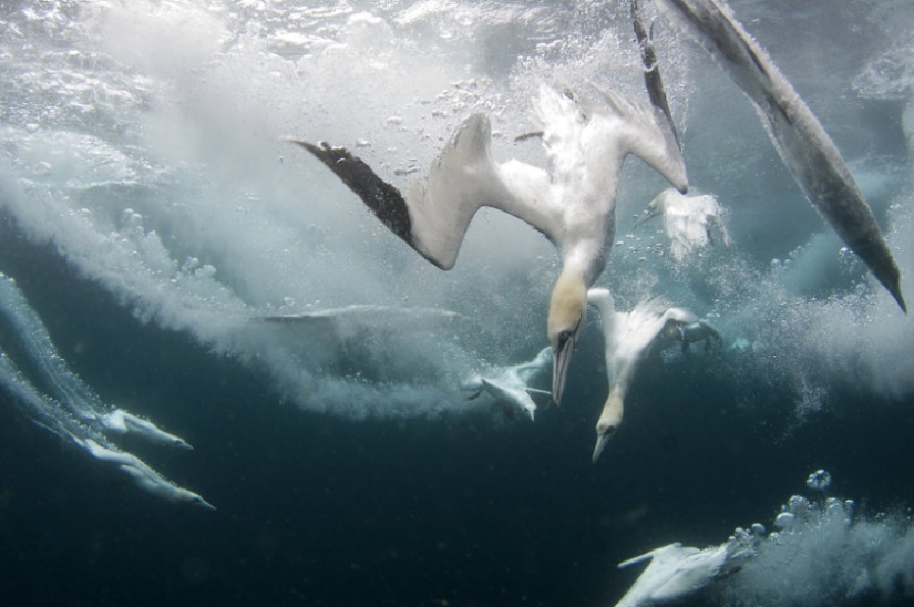 How boobies fish off the coast of the Shetland Islands