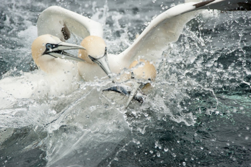 How boobies fish off the coast of the Shetland Islands