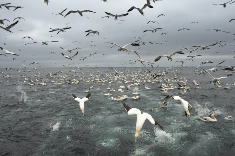 How boobies fish off the coast of the Shetland Islands