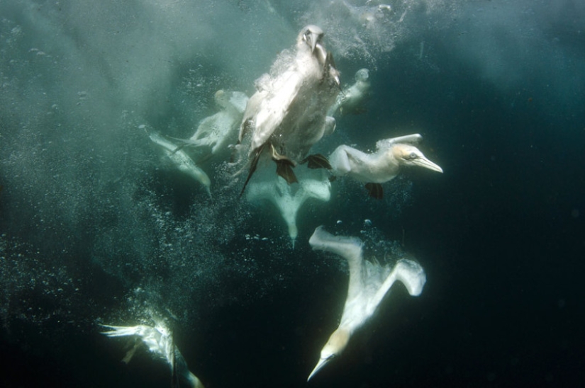 How boobies fish off the coast of the Shetland Islands