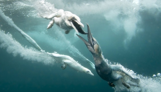 How boobies fish off the coast of the Shetland Islands How boobies fish off the coast of the Shetland Islands