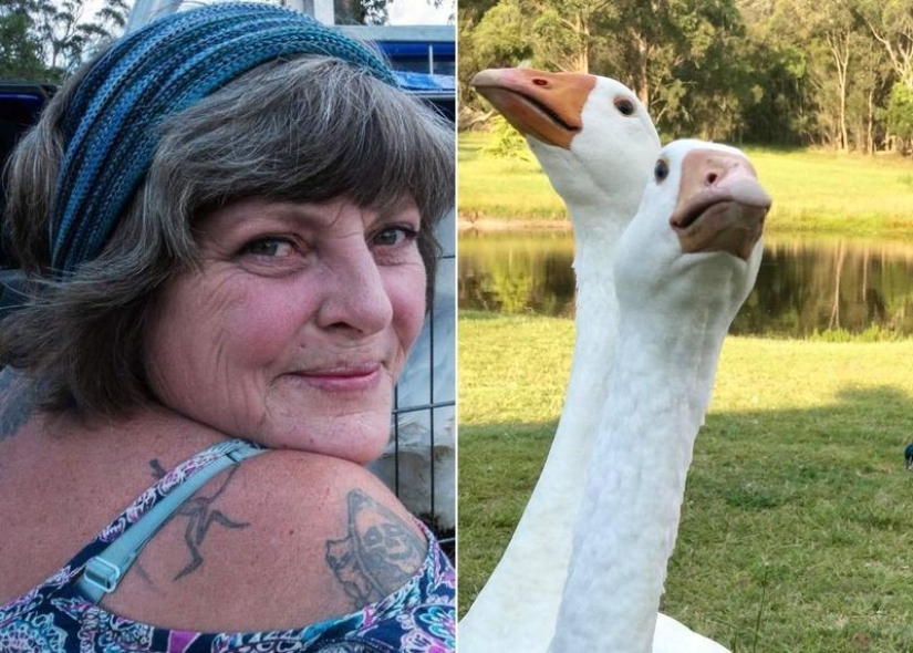 How Buying Geese Can Turn Life into a Real Hell