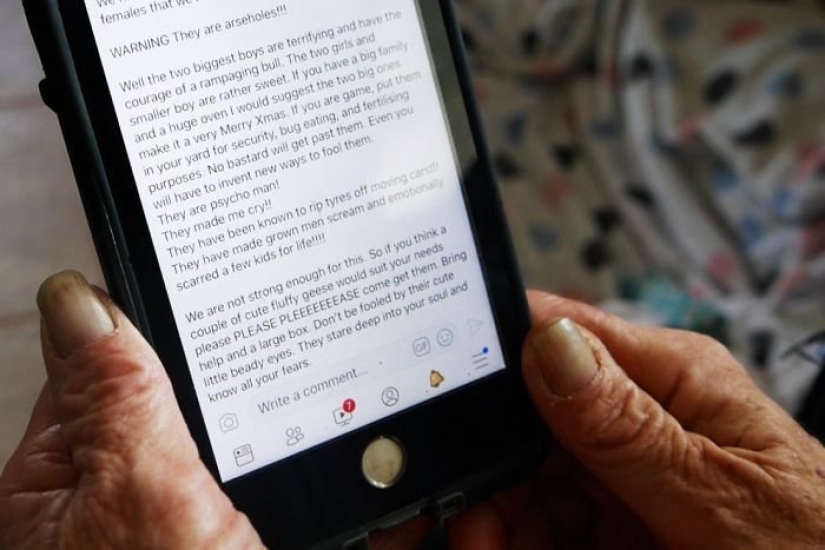 How Buying Geese Can Turn Life into a Real Hell