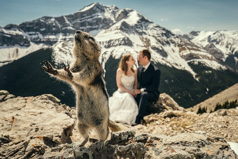 How children, animals and guests spoil wedding photos