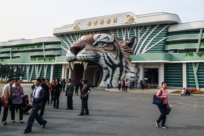 How chimpanzee Azalea from North Korea quit smoking